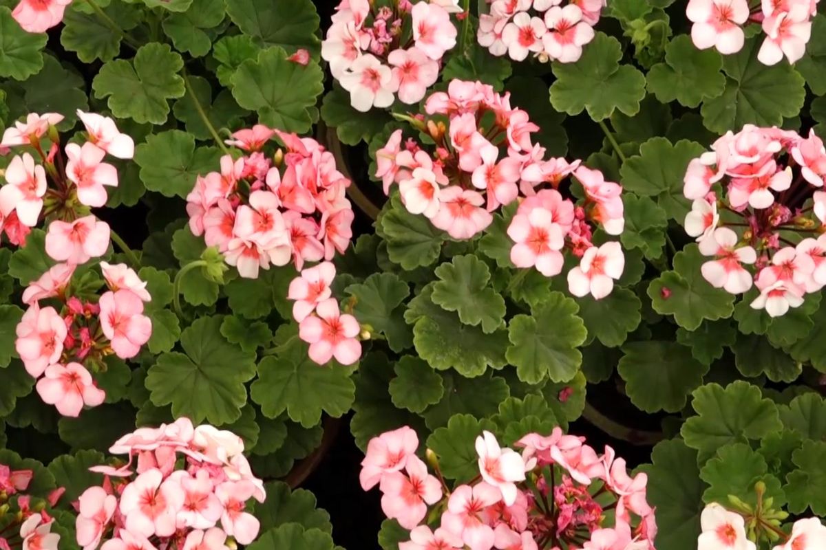 جشنواره گل های بهاره.