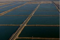 آغاز ذخیره سازی بچه میگو در مزارع پرورش میگو در شهرستان قشم