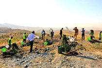 اجرای پویش سبز، بذرکاری و نهال کاری در خراسان رضوی