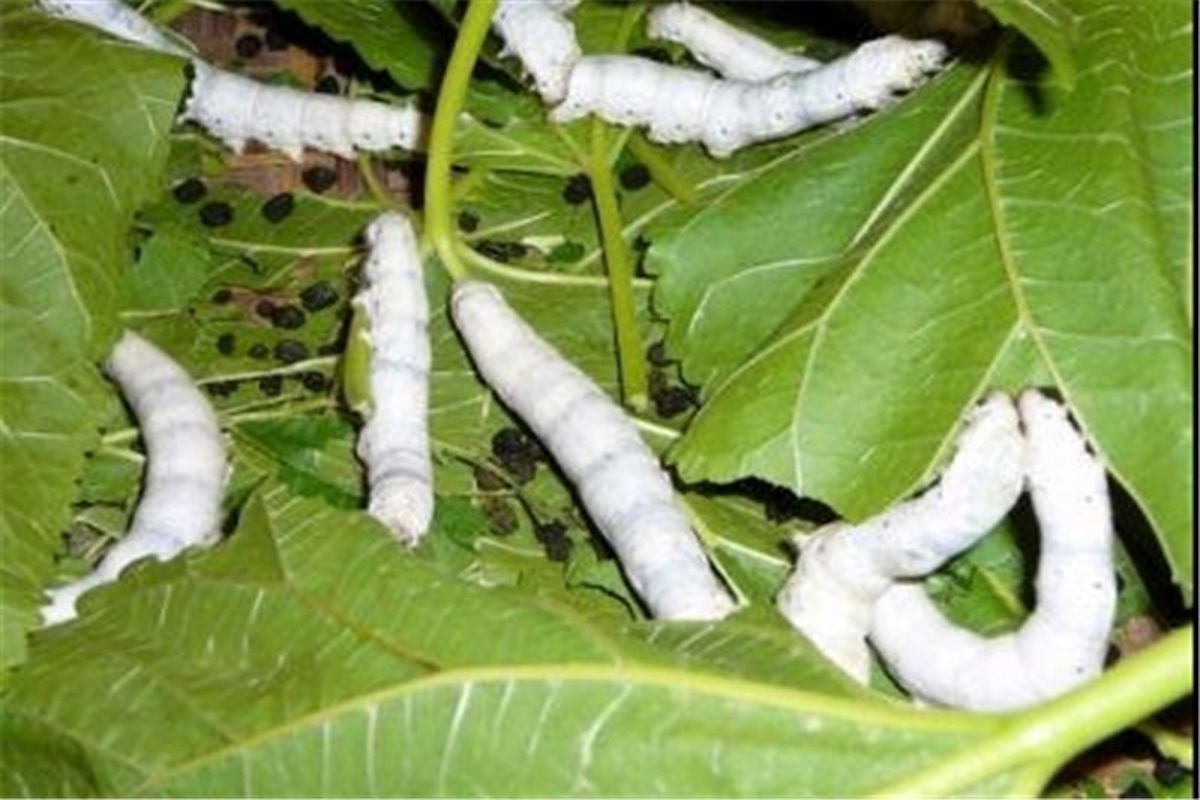 بهره‌مندی مددجویان از تسهیلات قرض‌الحسنه برای پرورش کرم ابریشم