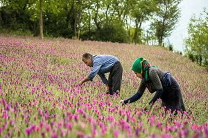 برداشت گل گاو زبان در املش