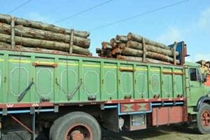 کشف چوب قاچاق فاقد مجوز