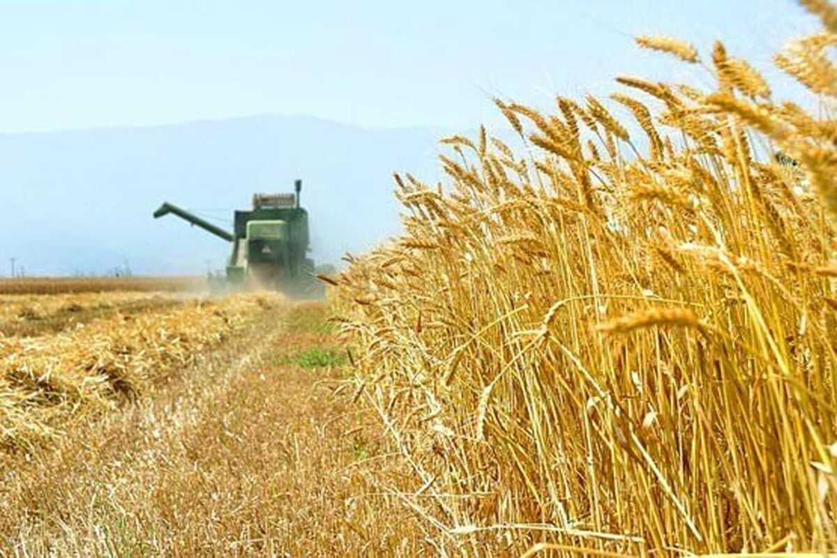 گندم از مزارع کرمانشاه