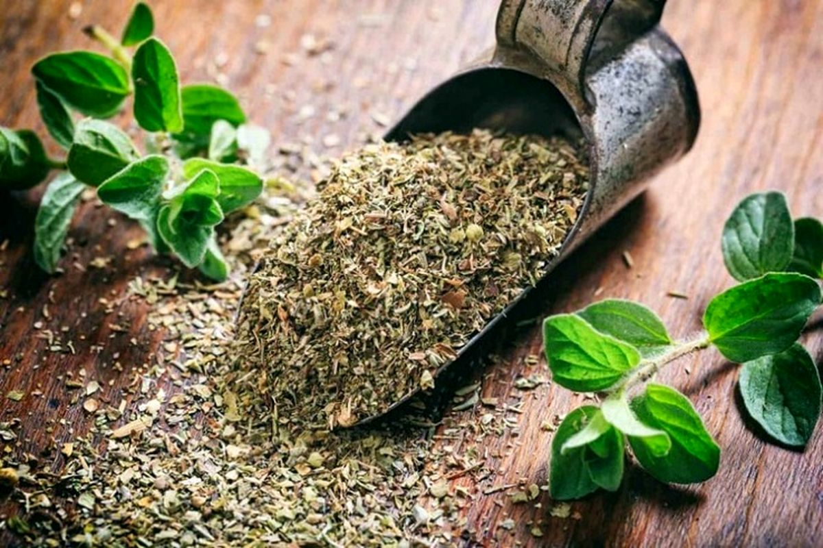 گیاهان+دارویی+مراتع+هرمزگان