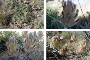 کشف یک گونه گیاهی جدید در کشور