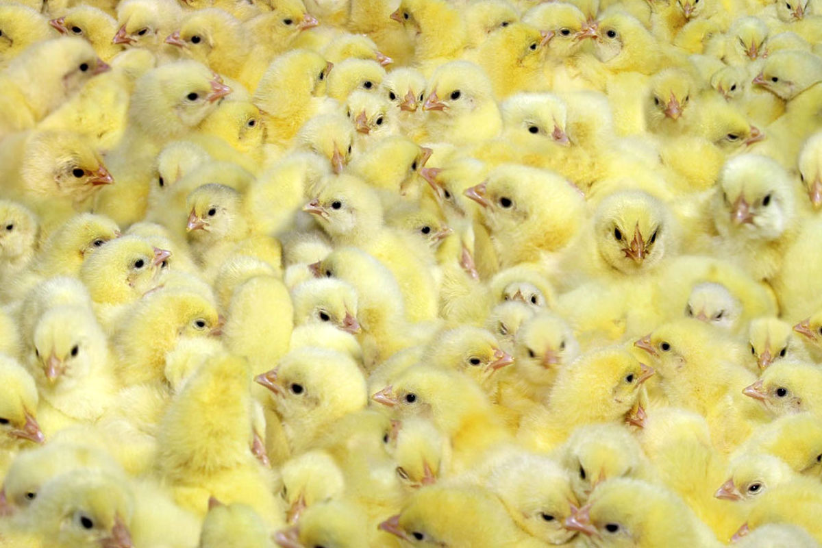 جوجه یک روزه