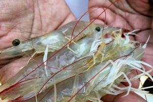 واگذاری زمین برای رونق صنعت آبزی پروری در تیاب