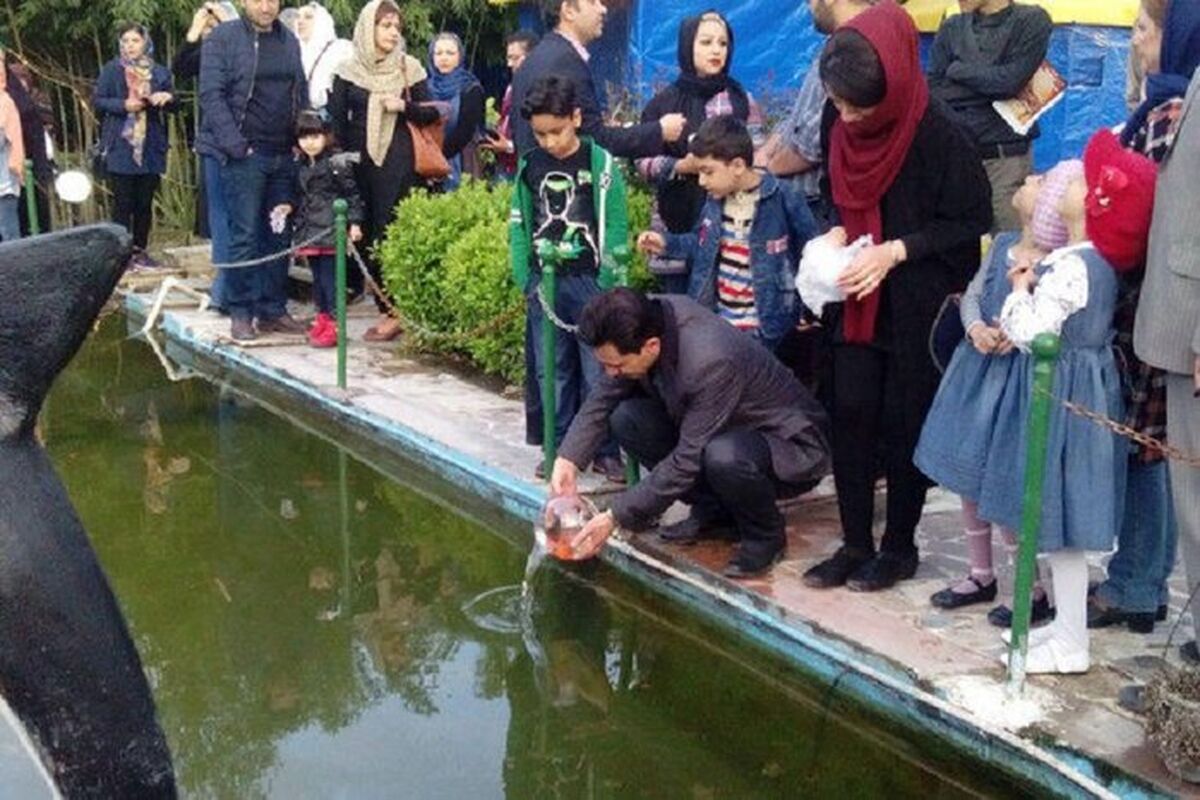 ماهی