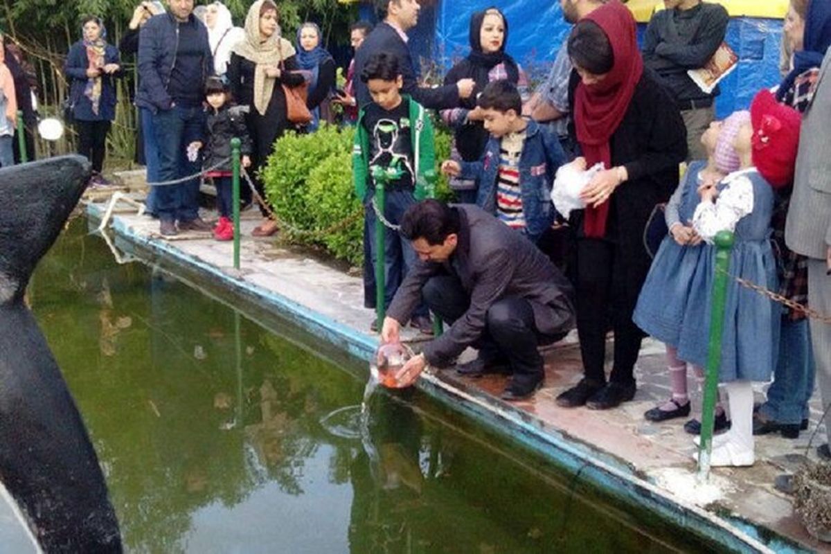 ماهی