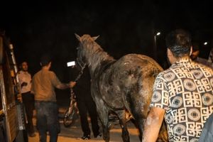 اسب گرفتار از چاه ۱۵ متری زنده بیرون کشیده شد