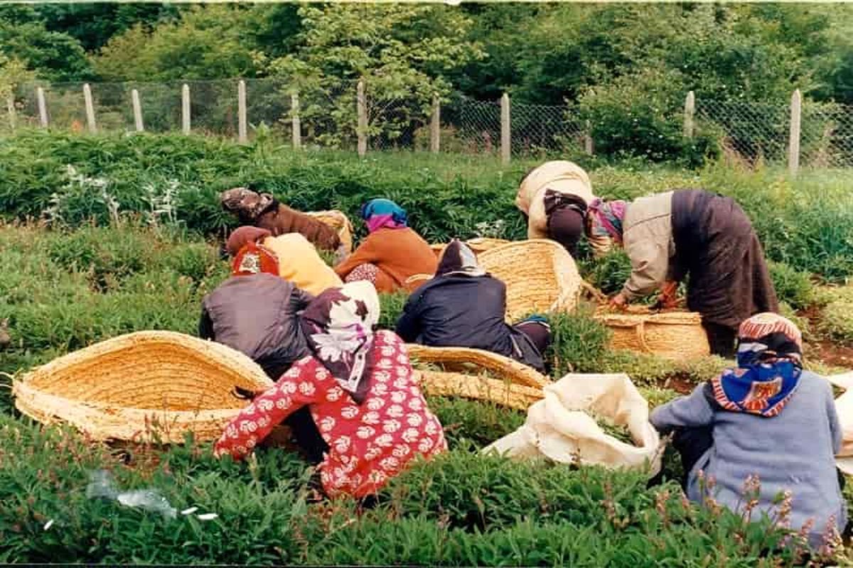 مزارع گیاهان دارویی کندلوس