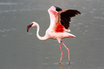 تحویل دادن سه قطعه فلامینگو به اداره محیط زیست رودسر