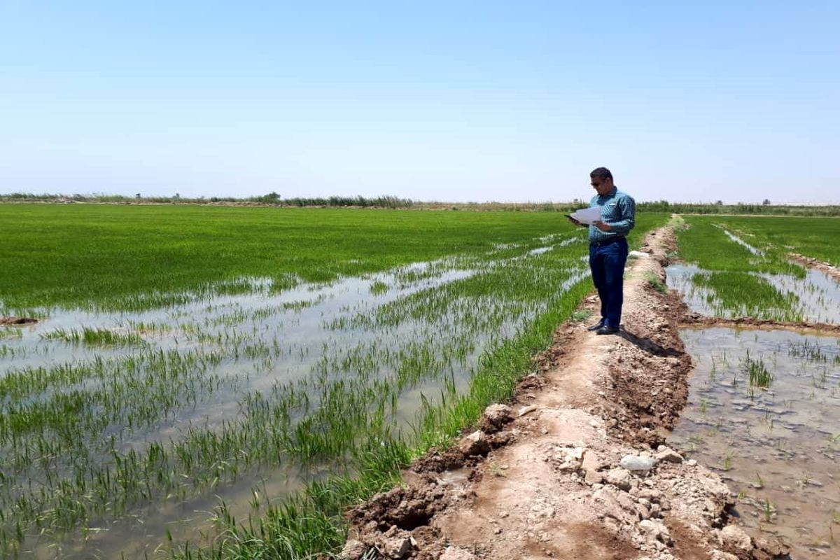 کشت تابستانه کرخه و شاوور