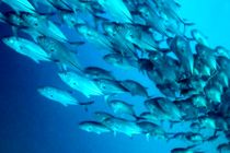 ضرورت افزایش مراکز بازسازی ذخایر آبزیان در هرمزگان 