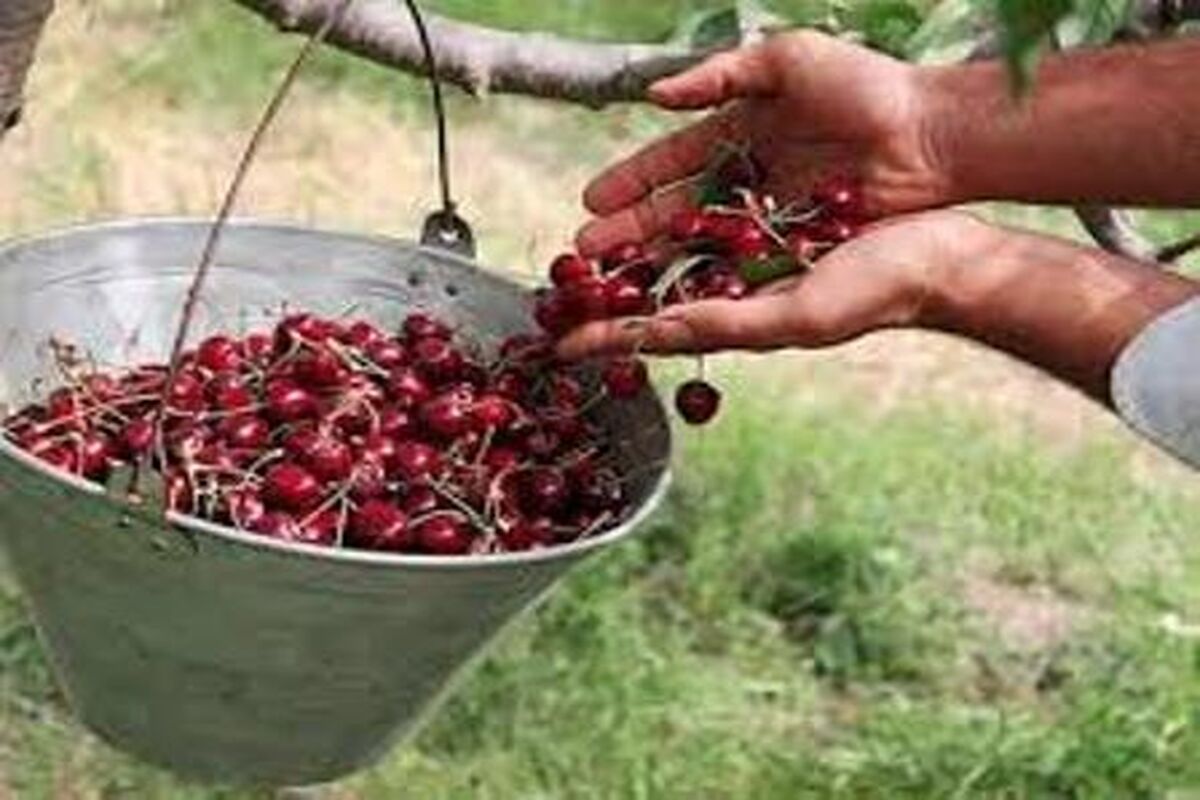 گیلاس