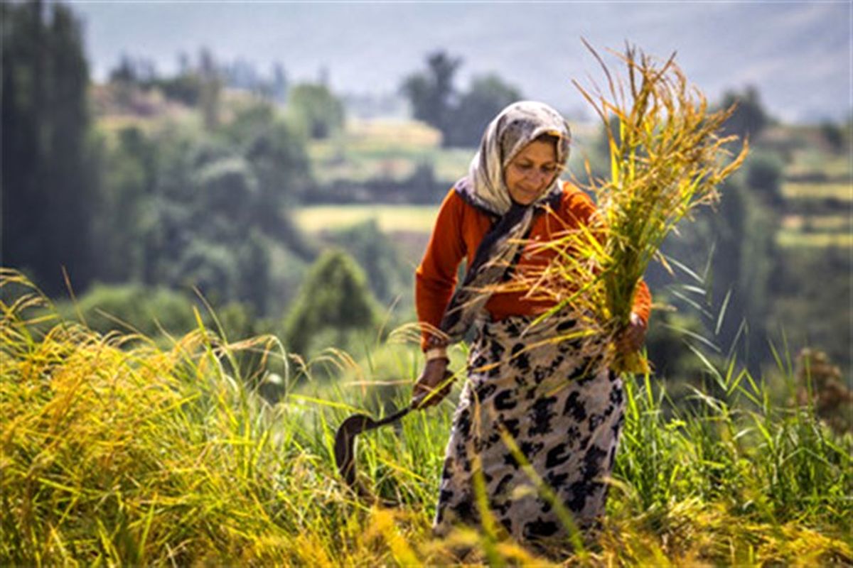 در بخش کشاورزی