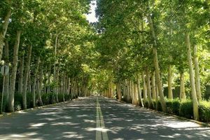 چهارباغ هم قرمز شد