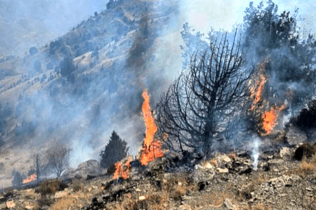 آتش سوزی جنگل