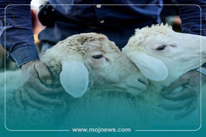 اینفوگرافیک/نکات بهداشتی برای خرید و ذبح دام