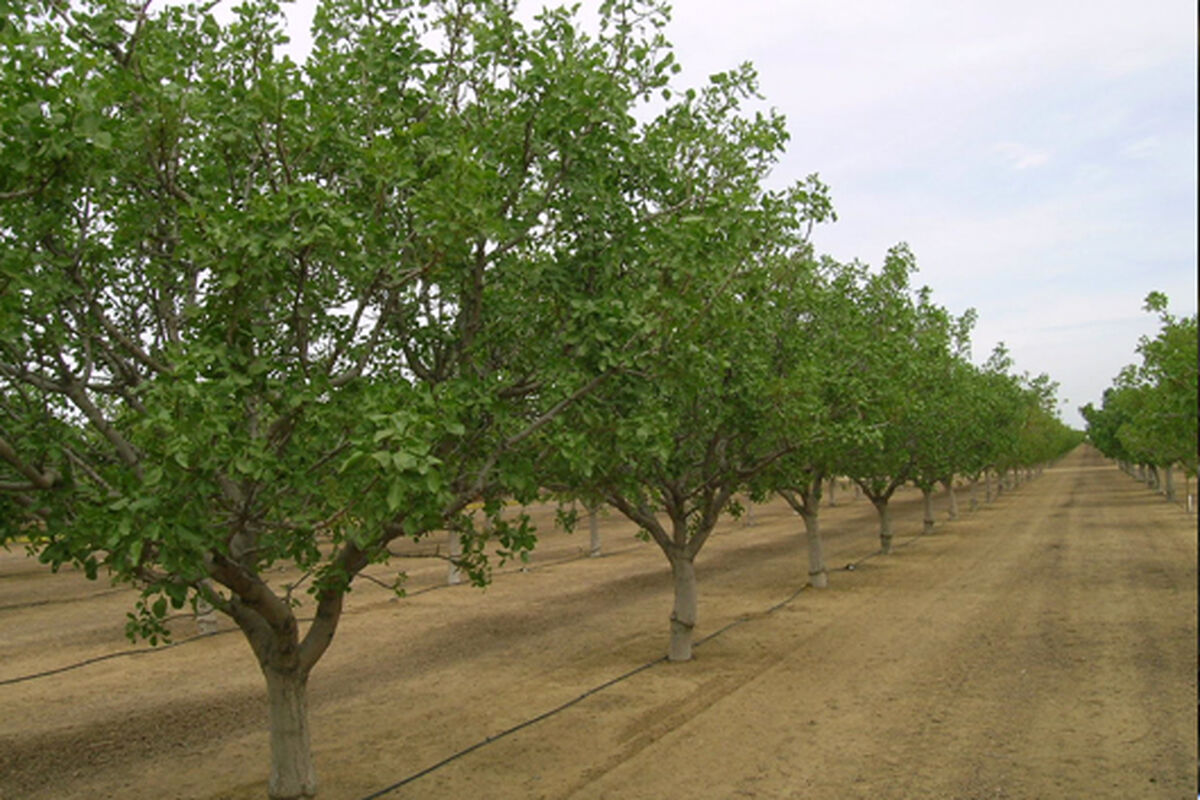 احداث باغات مکانیزه