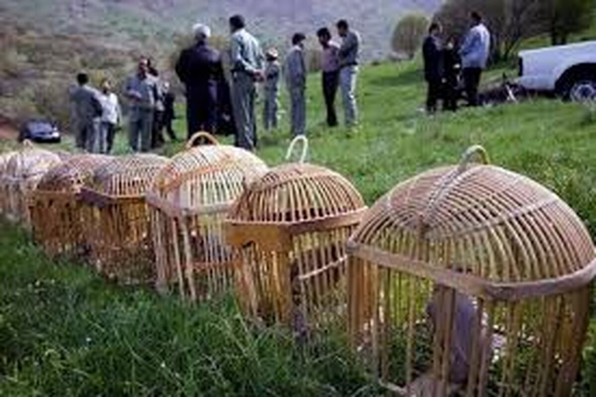 کشف و ضبط 12 قطعه کبک در هرسین