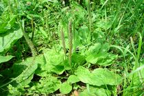 تولید بیش از ۵ هزار تن گیاه دارویی در استان