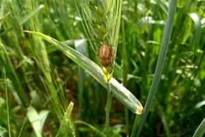 تشدید مبازره با سن غلات در سطح ۲۶ هزار هکتار از مزارع بیضا 