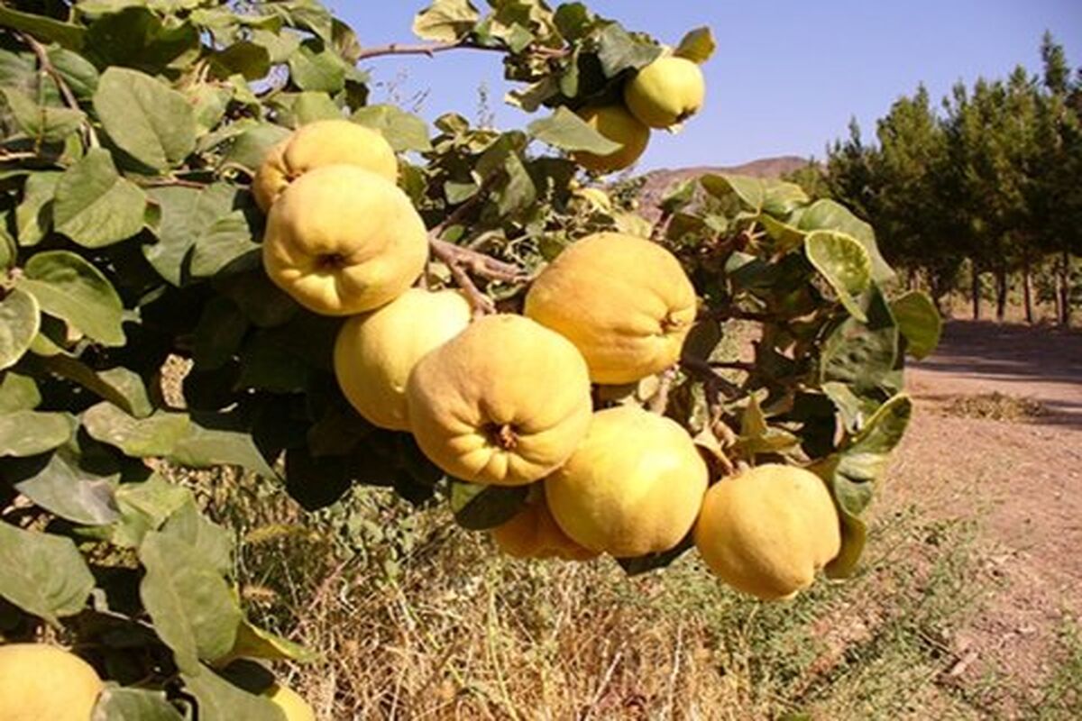 اصفهان- برداشت به