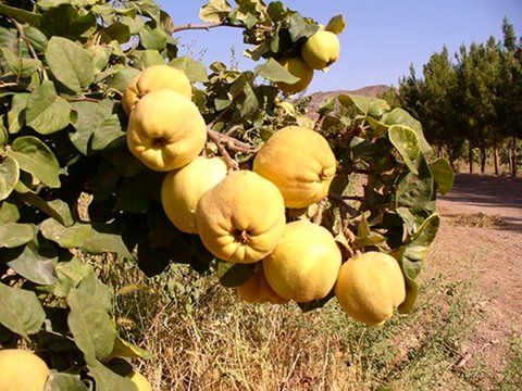 کاهش 40 درصدی تولید "به "در باغات استان اصفهان
