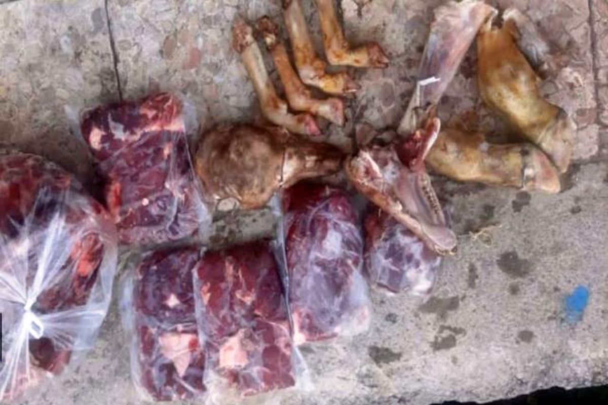 کشف محیط زیست مازندران