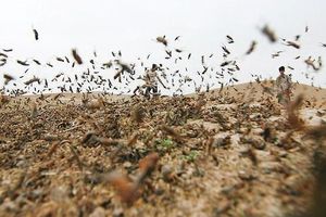 طعمه‌پاشی۴۵۰ هکتار از اراضی خراسان رضوی در مبارزه با آفت ملخ