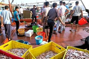 آغاز فصل صید میگو در هرمزگان 