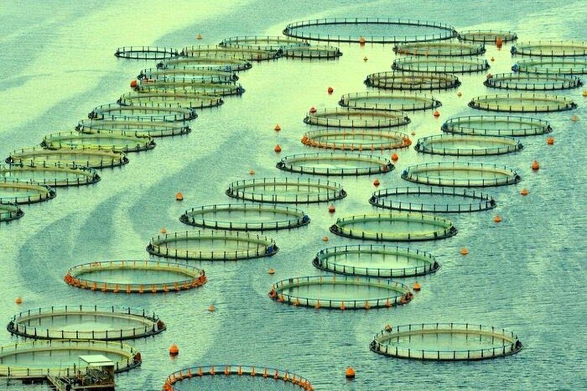 شیلات هرمزگان 