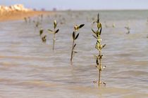 کاشت ۷۵ هزار اصله نهال حرا در سواحل بندرعباس