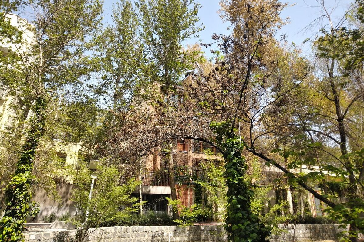 شاخه های خشک درختان
