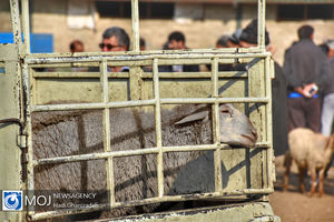 تماس با گوسفند مبتلا  بیماری تب کریمه کنگو می تواند مرگ آفرین باشد!