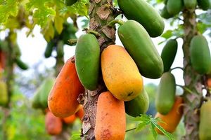 مزرعه میوه‌های استوایی با مشارکت اسپانیایی‌ها در هرمزگان احداث می‌شود