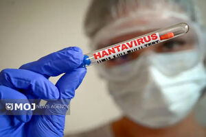 هانتا ویروس همه گیر نمی شود/ لزوم مبارزه با جوندگان