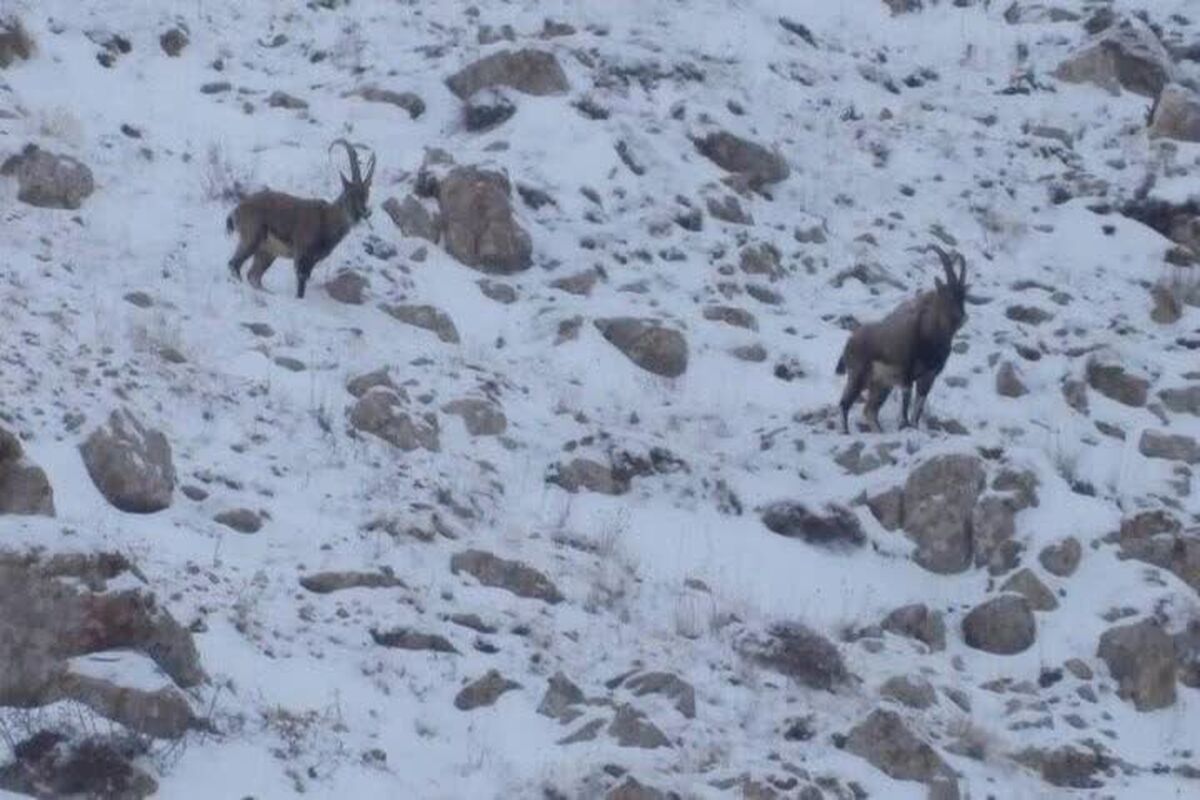 گردشگری زمستانی