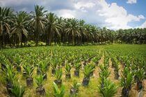 بررسی راهکارهای ارتقای طرح کاشت درخت در مازندران/ نشست ملی طرح یک میلیارد درخت برگزار شد