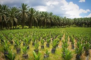 بررسی راهکارهای ارتقای طرح کاشت درخت در مازندران/ نشست ملی طرح یک میلیارد درخت برگزار شد