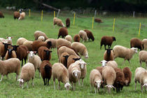 ایجاد ۱۰۰۰ شغل در لرستان همزمان با ۴۰ سالگی انقلاب/اعطای وام ۲۵ میلیون تومانی اشتغال با ۴ ماه تنفس