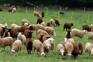 ایجاد ۱۰۰۰ شغل در لرستان همزمان با ۴۰ سالگی انقلاب/اعطای وام ۲۵ میلیون تومانی اشتغال با ۴ ماه تنفس