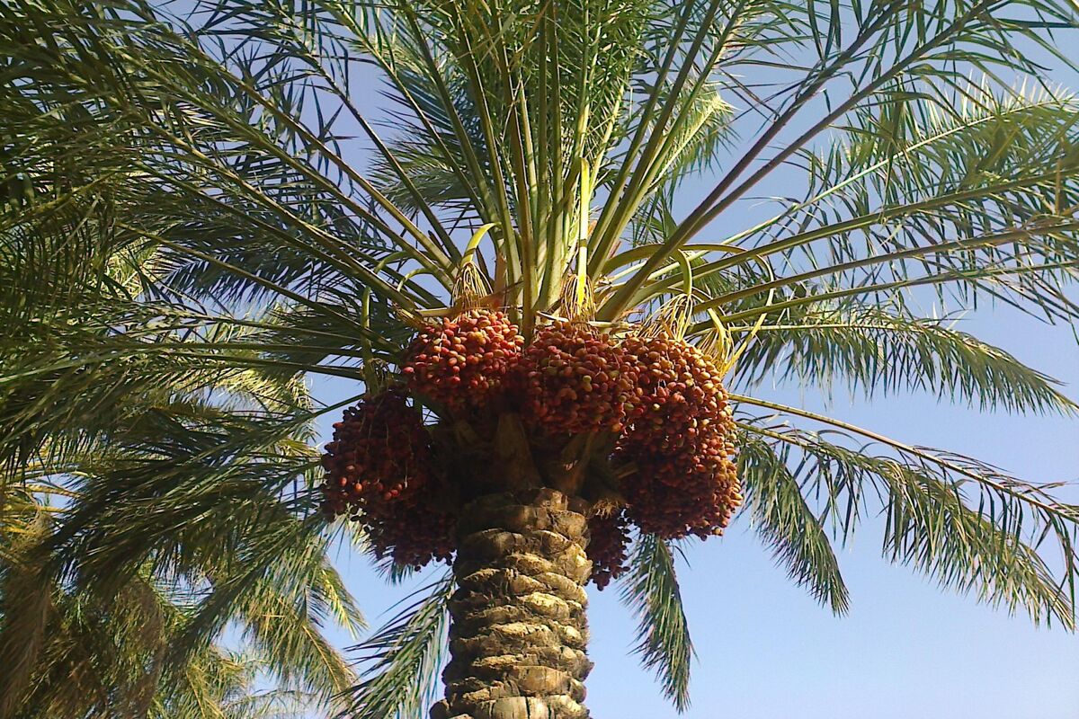 خرما