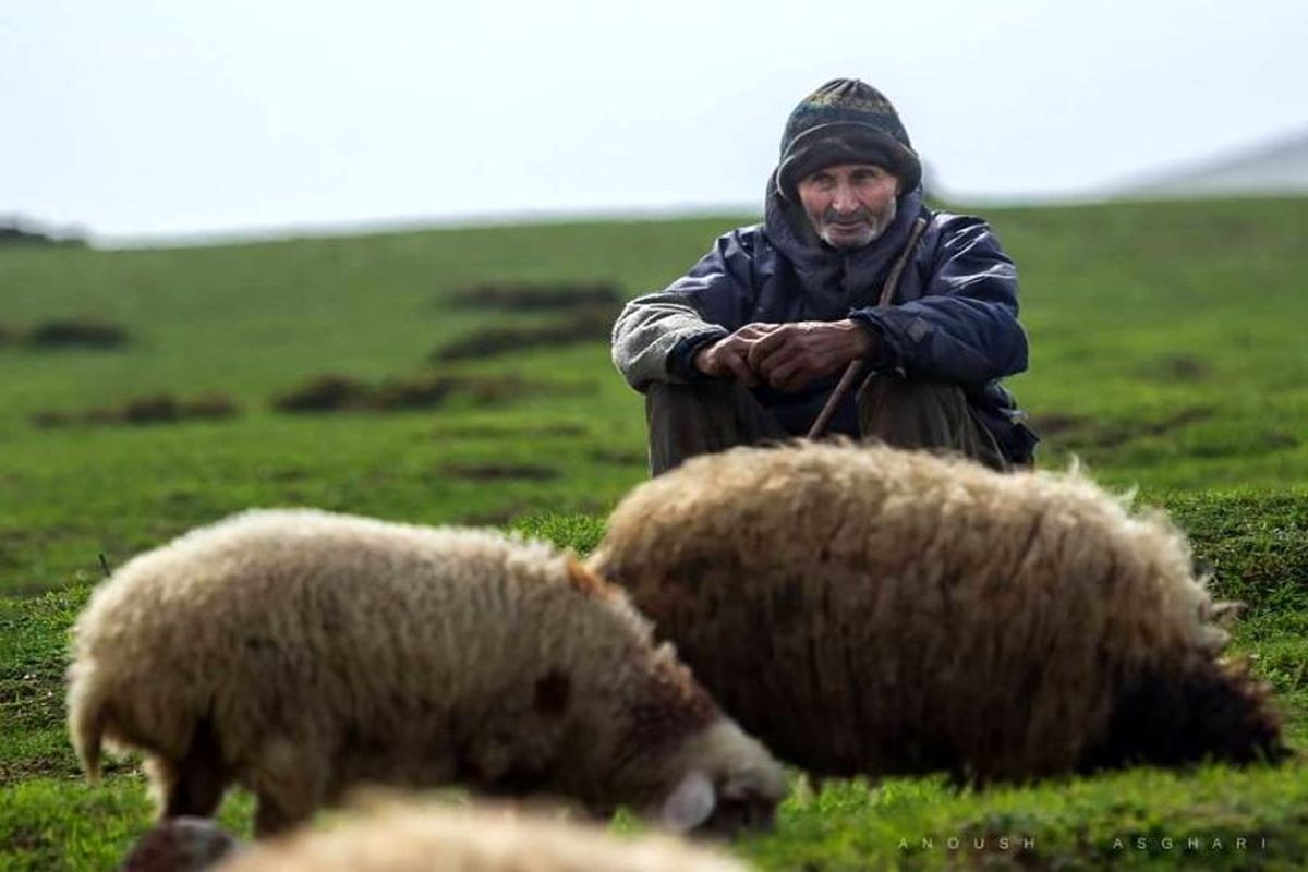 کوچ دامداران