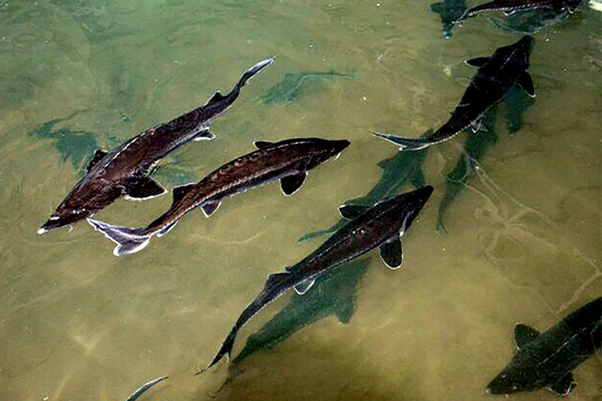  پرورش ماهی خاویار